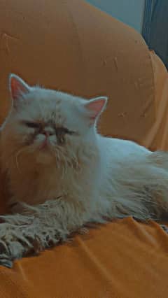 Persian Cat Fair for sale