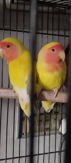 lutino love bird