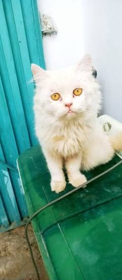 persian punch face female cat available haaa