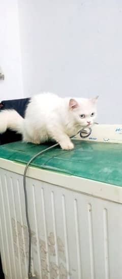 two persian punch face white color blue are golden eyes cats available