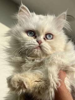 Persian Cat