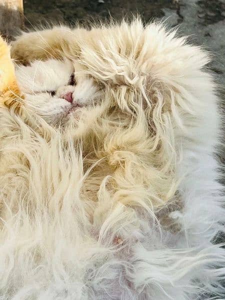 Persian Cat 1