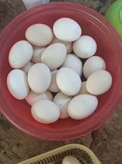 desi organic eggs