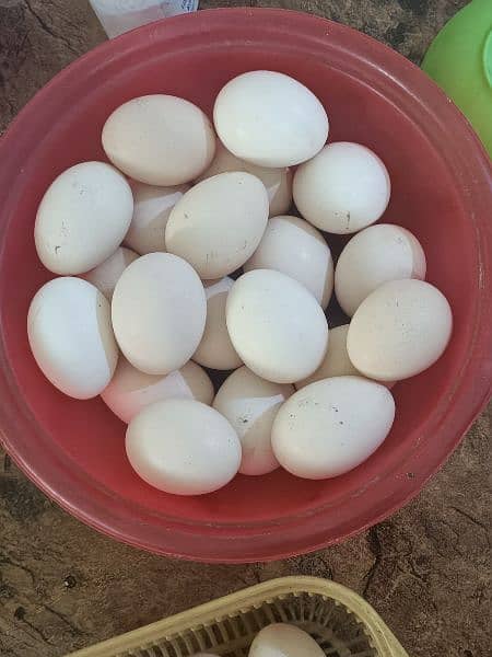 desi organic eggs 0