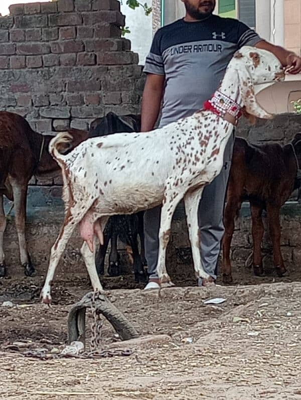 Nagra bakri ek male Kay sath 4