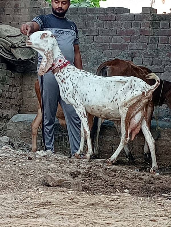 Nagra bakri ek male Kay sath 5