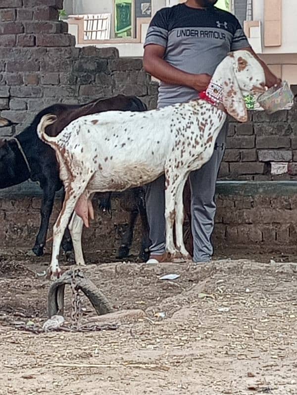 Nagra bakri ek male Kay sath 6