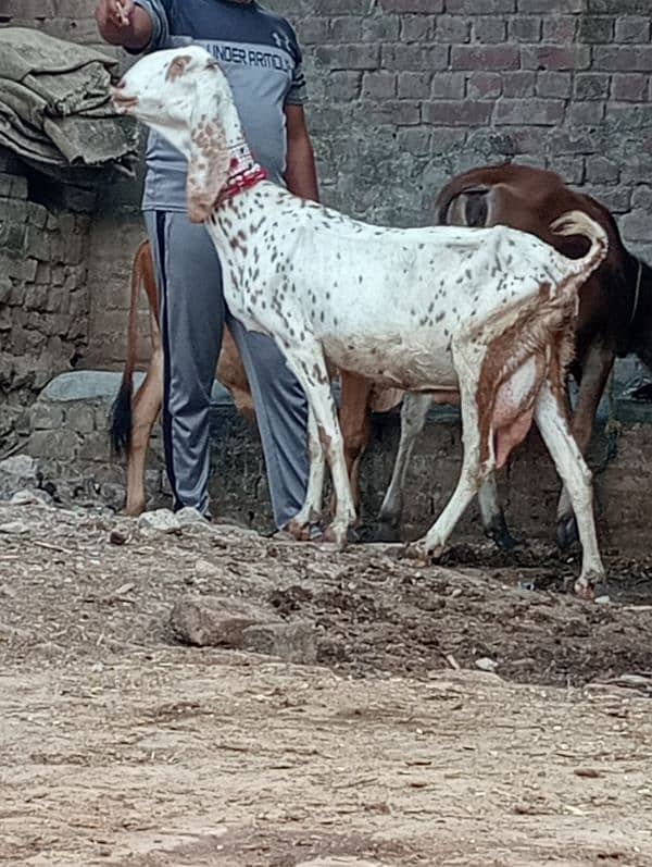 Nagra bakri ek male Kay sath 7