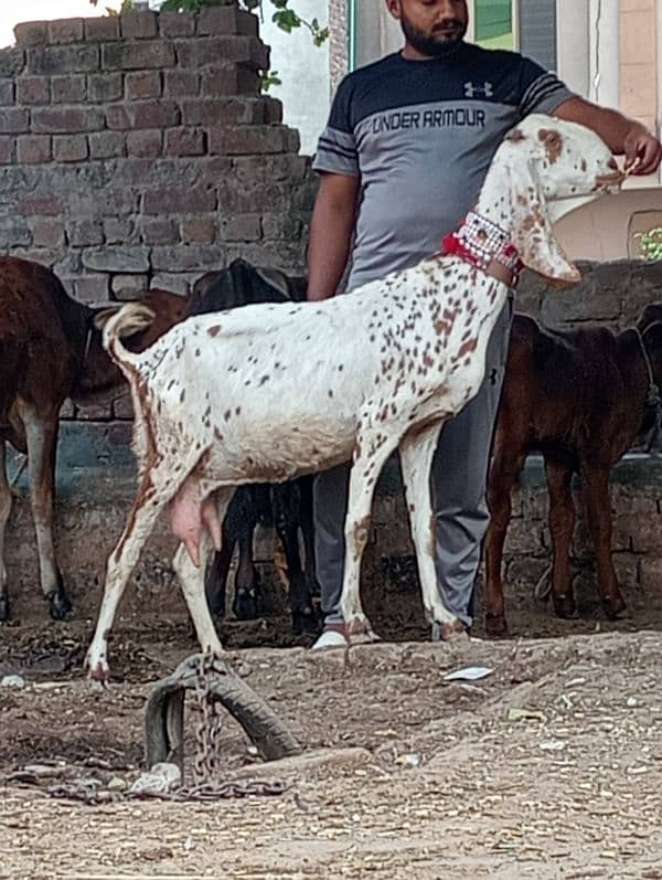 Nagra bakri ek male Kay sath 9