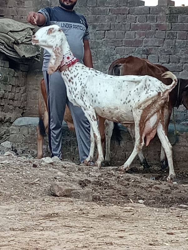 Nagra bakri ek male Kay sath 10