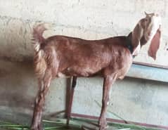 beautiful goat for sale 0