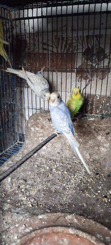 Australian parrot breeder pairs healthy and active 16