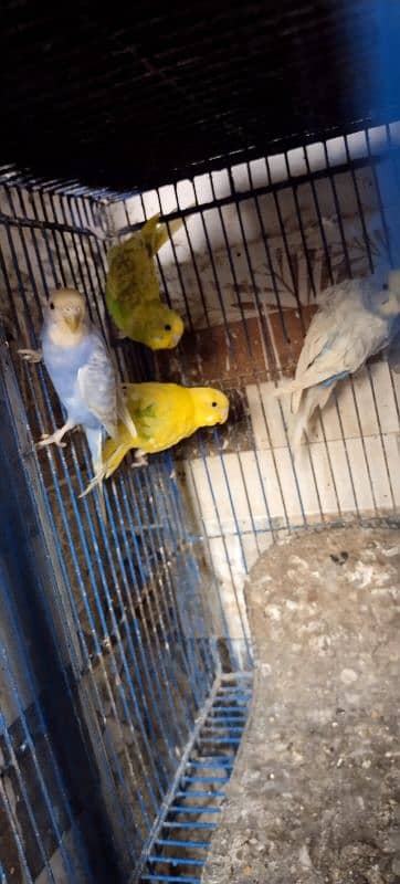 Australian parrot breeder pairs healthy and active 18