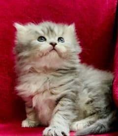 Grey Triple Coated Pure Bred Persian Kitten