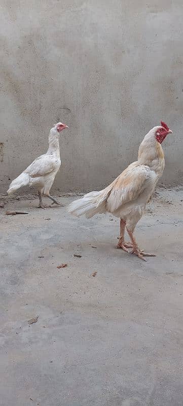 HEERA PAIR FOR SALE 3