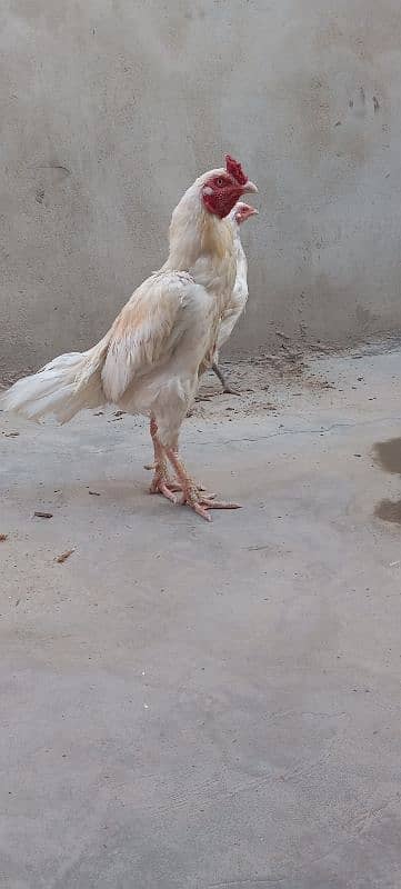 HEERA PAIR FOR SALE 5