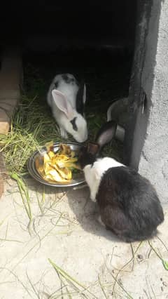 Rabbit Pair Breeder For Sale