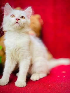 Persian Tripple Coat Male