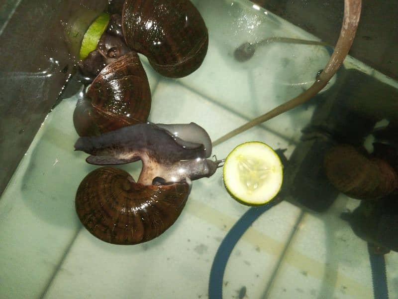 Apple Mystery Snail(Pomacea Bridgesii), Pleco & Albino Walking Catfish 3