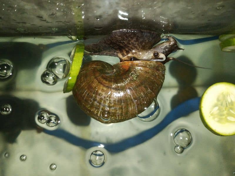 Apple Mystery Snail(Pomacea Bridgesii), Pleco & Albino Walking Catfish 2