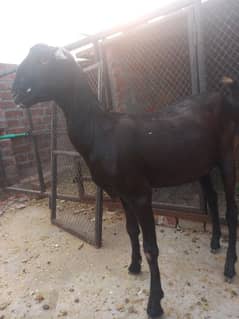 Barbari female goat for sale | urgently sale | goat for sale | goat