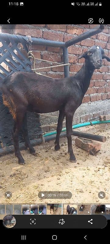 Barbari female goat for sale | urgently sale | goat for sale | goat 2