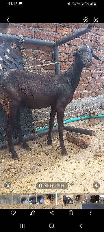 Barbari female goat for sale | urgently sale | goat for sale | goat 3