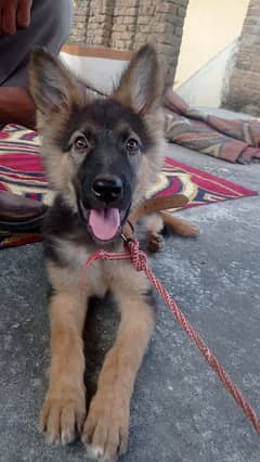 German Shepard female dog