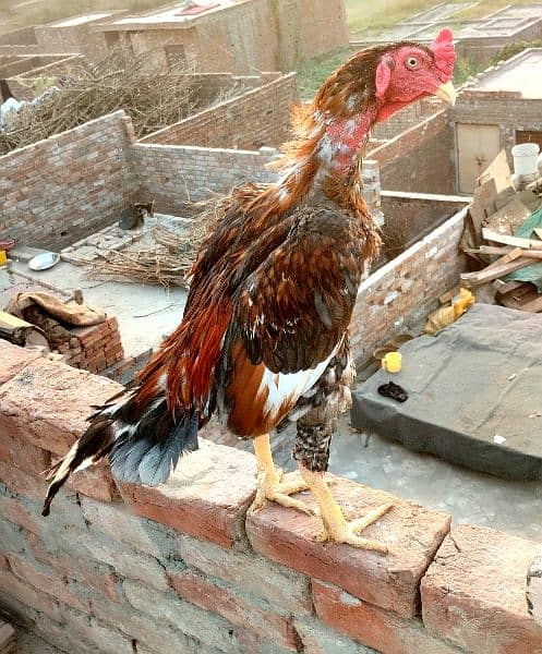 Pure Sidhi Aseel breed for sale 0