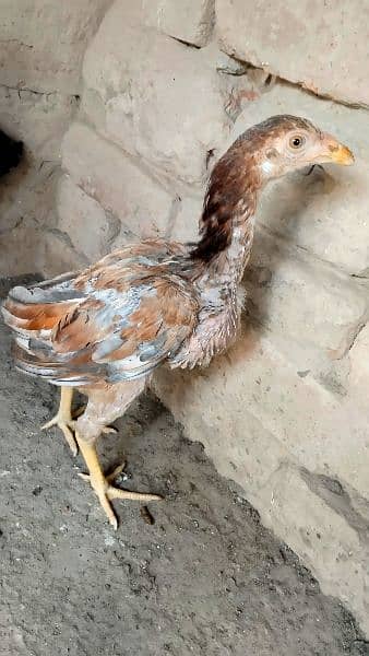 Pure Sidhi Aseel breed for sale 2