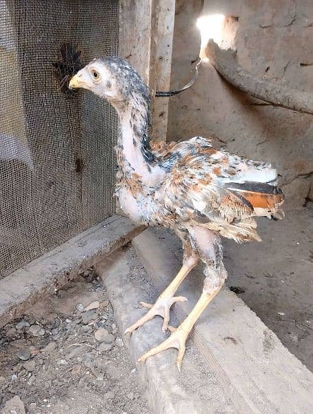 Pure Sidhi Aseel breed for sale 3