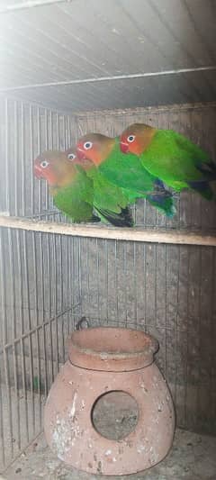 2 fisher breeder pair& bajri breeder pair