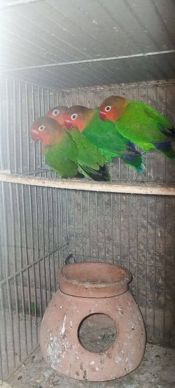 2 fisher breeder pair& bajri breeder pair 1