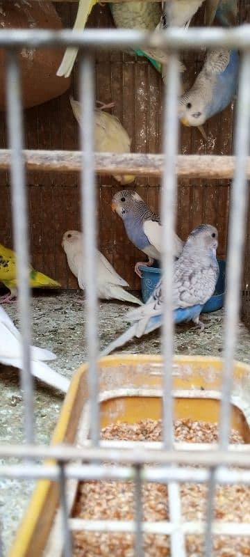 2 fisher breeder pair& bajri breeder pair 2