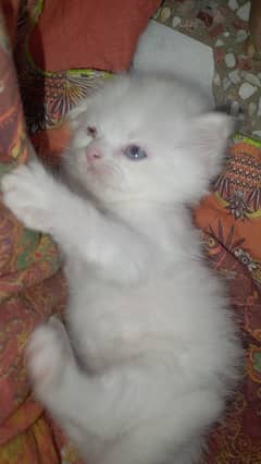 white color cat 1 mAh ki