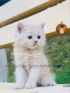 Bombastic Quality Persian kittens available