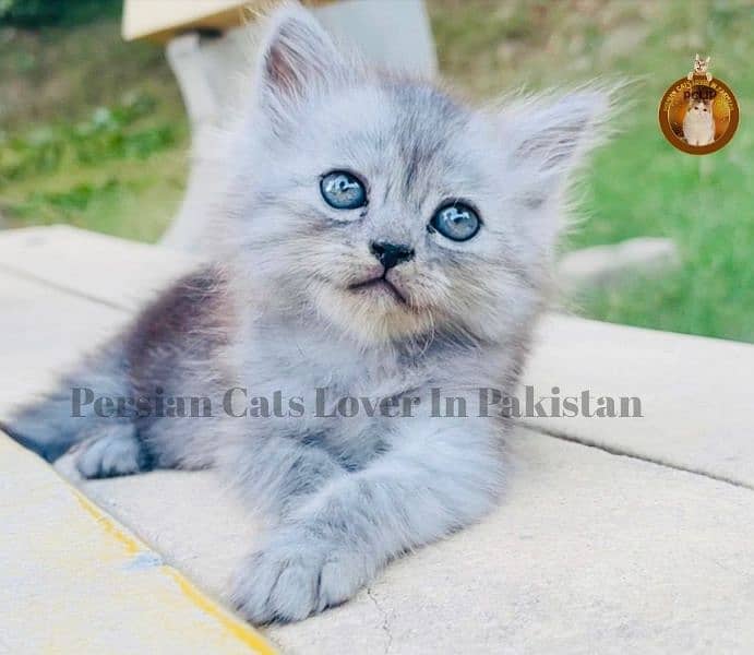 Bombastic Quality Persian kittens available 1