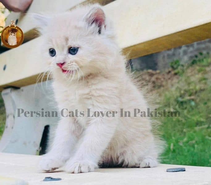 Bombastic Quality Persian kittens available 2