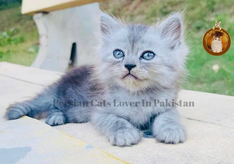 Bombastic Quality Persian kittens available 3