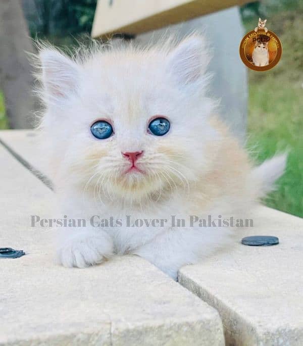 Bombastic Quality Persian kittens available 4