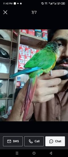 green conure