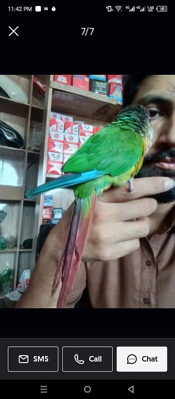 green conure 0