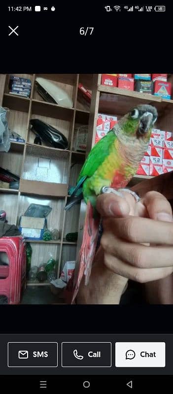 green conure 1