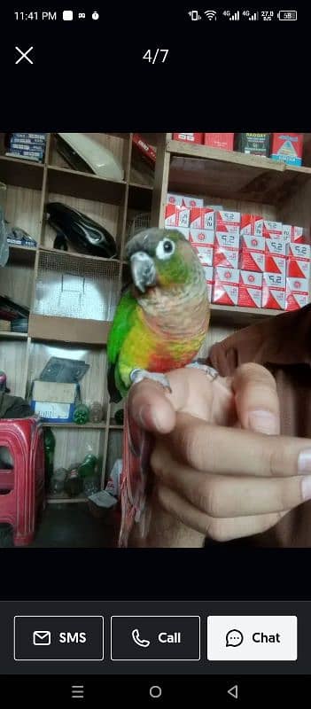 green conure 3