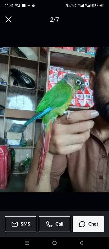 green conure 5