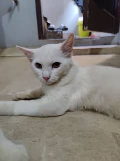 White persian kittens