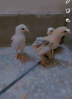 mainwali  chiks for sale