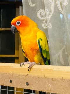 Hand Tamed sun conure