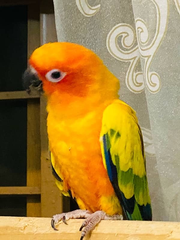 Hand Tamed sun conure 1