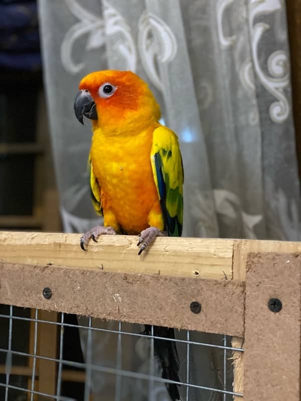 Hand Tamed sun conure 2